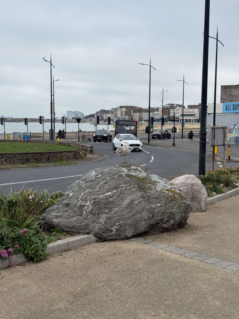 A seagull is perched on a large rock by the side of a road in a coastal town. In the background, there are cars, buildings, and the sea.