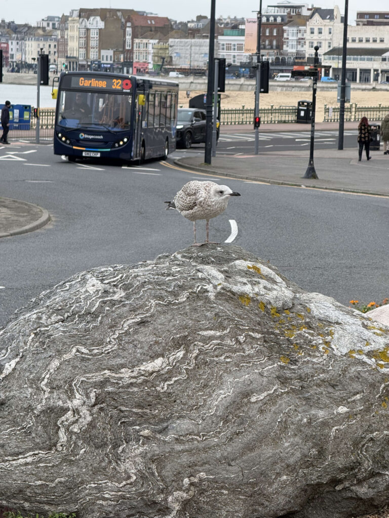 A seagull stands on a large, grey rock with white wavy patterns. In the background, a blue bus drives on a road in front of a seaside town.