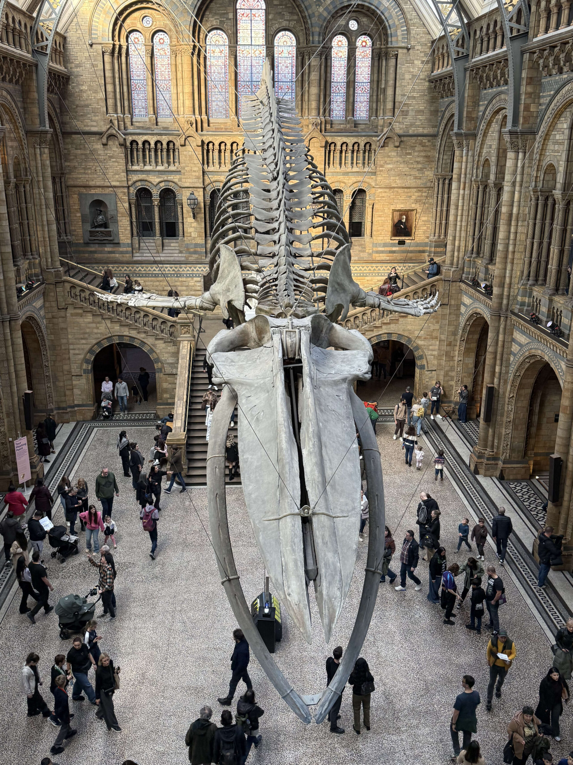 ロンドン自然史博物館のヒンツェ・ホールに吊るされた巨大なシロナガスクジラの骨格標本と、その下を行き交う人々
