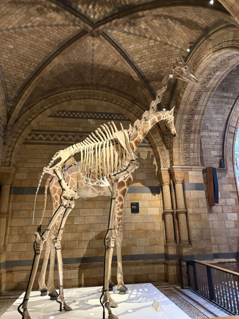 Giraffe taxidermy and skeleton standing side-by-side in a museum hall with intricate brick arches