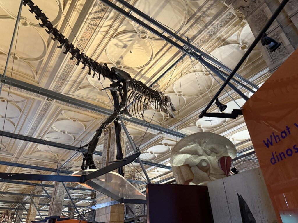 博物館の装飾的な天井から吊り下げられた、長い首を持つ巨大な恐竜の全身骨格標本