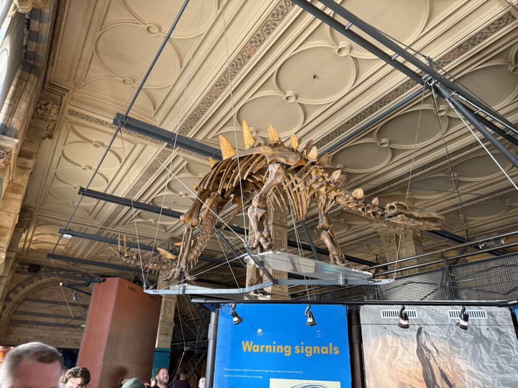 A Stegosaurus skeleton hanging from the ornate beige ceiling of the Natural History Museum, viewed from below
