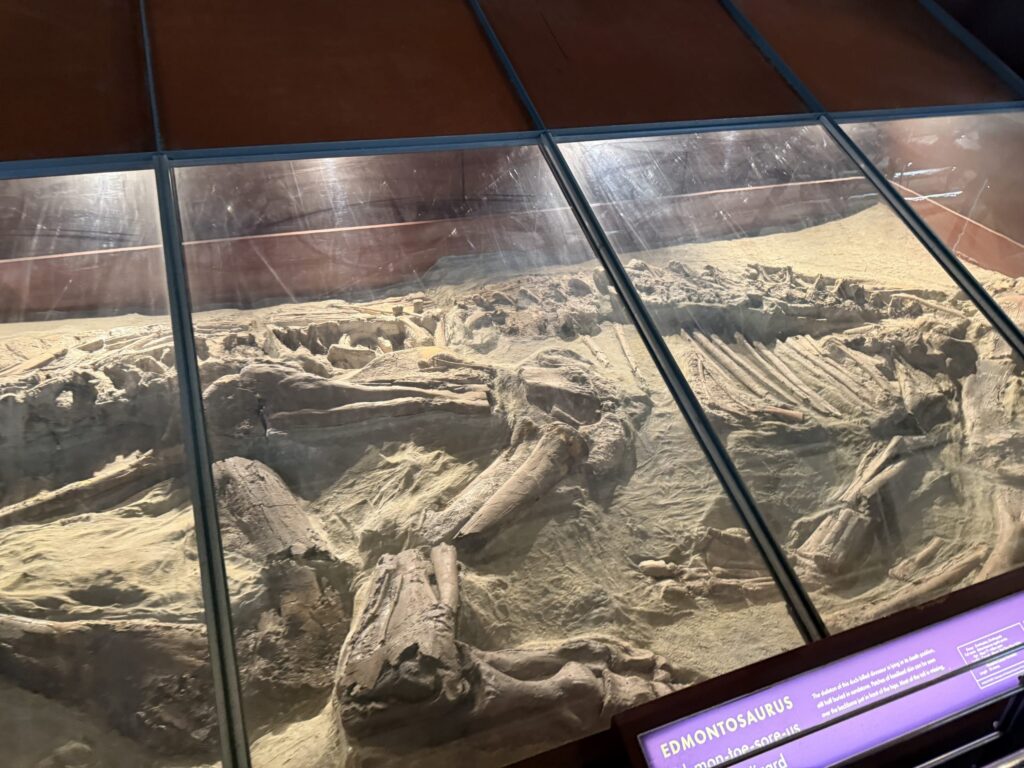 ガラスケースの中に展示された、岩盤に埋まった状態のエドモントサウルスの全身化石
