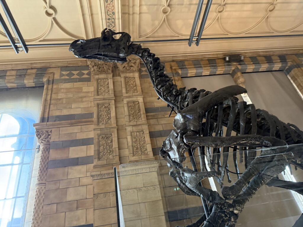 A massive sauropod dinosaur skeleton displayed in a grand museum hall with ornate architecture.