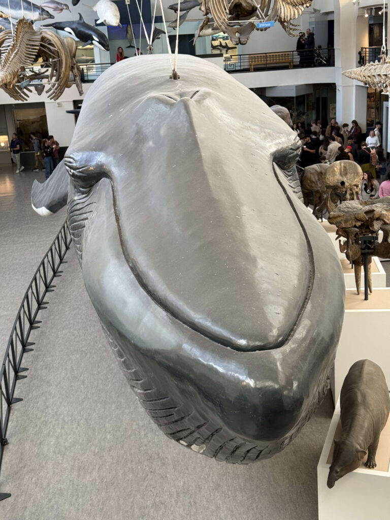 Close-up front view of a massive life-size blue whale model suspended in a museum hall, dominating the frame