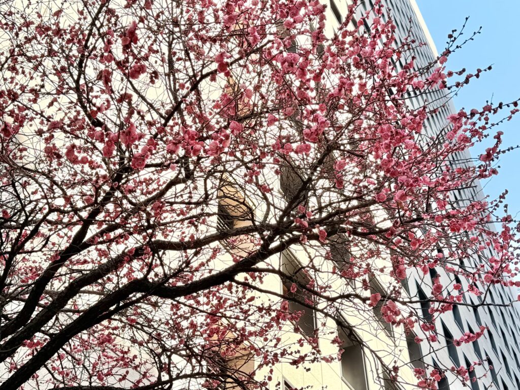 Vibrant pink plum blossoms blooming against a background of office buildings in Hibiya