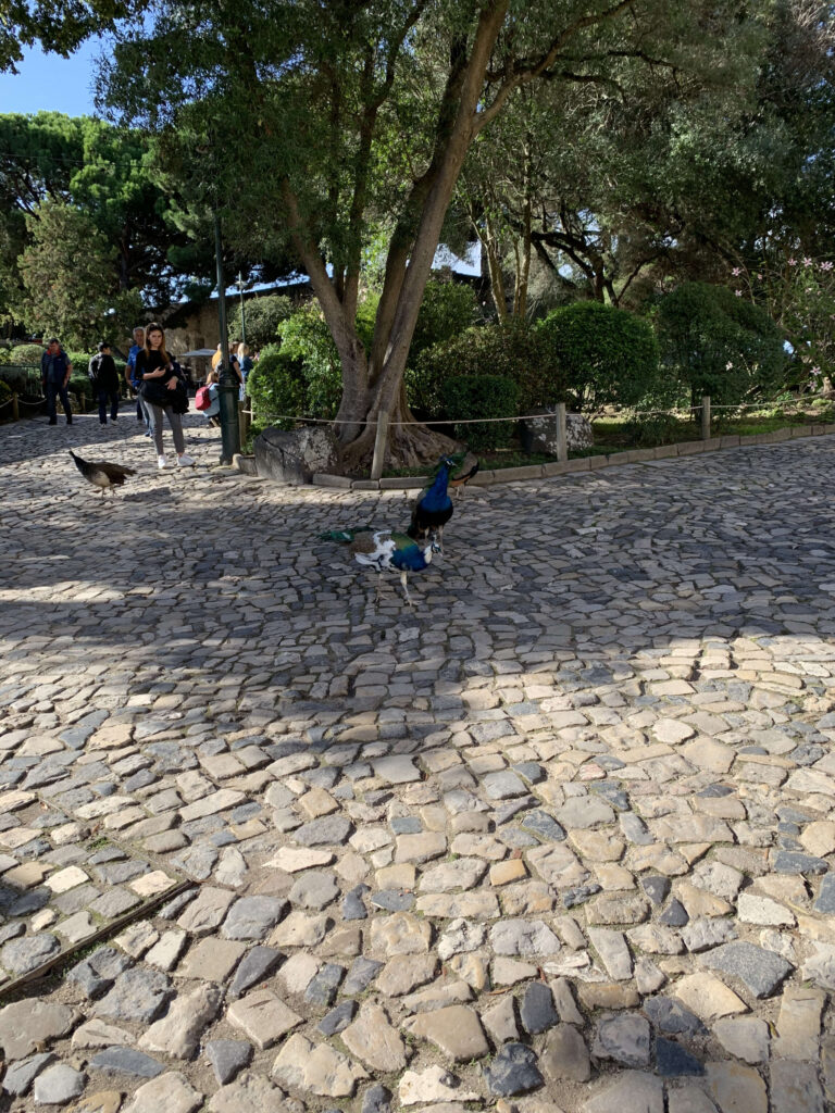 Peacocks walking on a sun-dappled cobblestone path with tourists and trees in the background