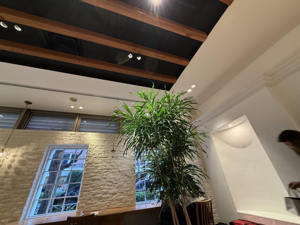 Large indoor plant in a cafe with white brick walls and wooden ceiling beams