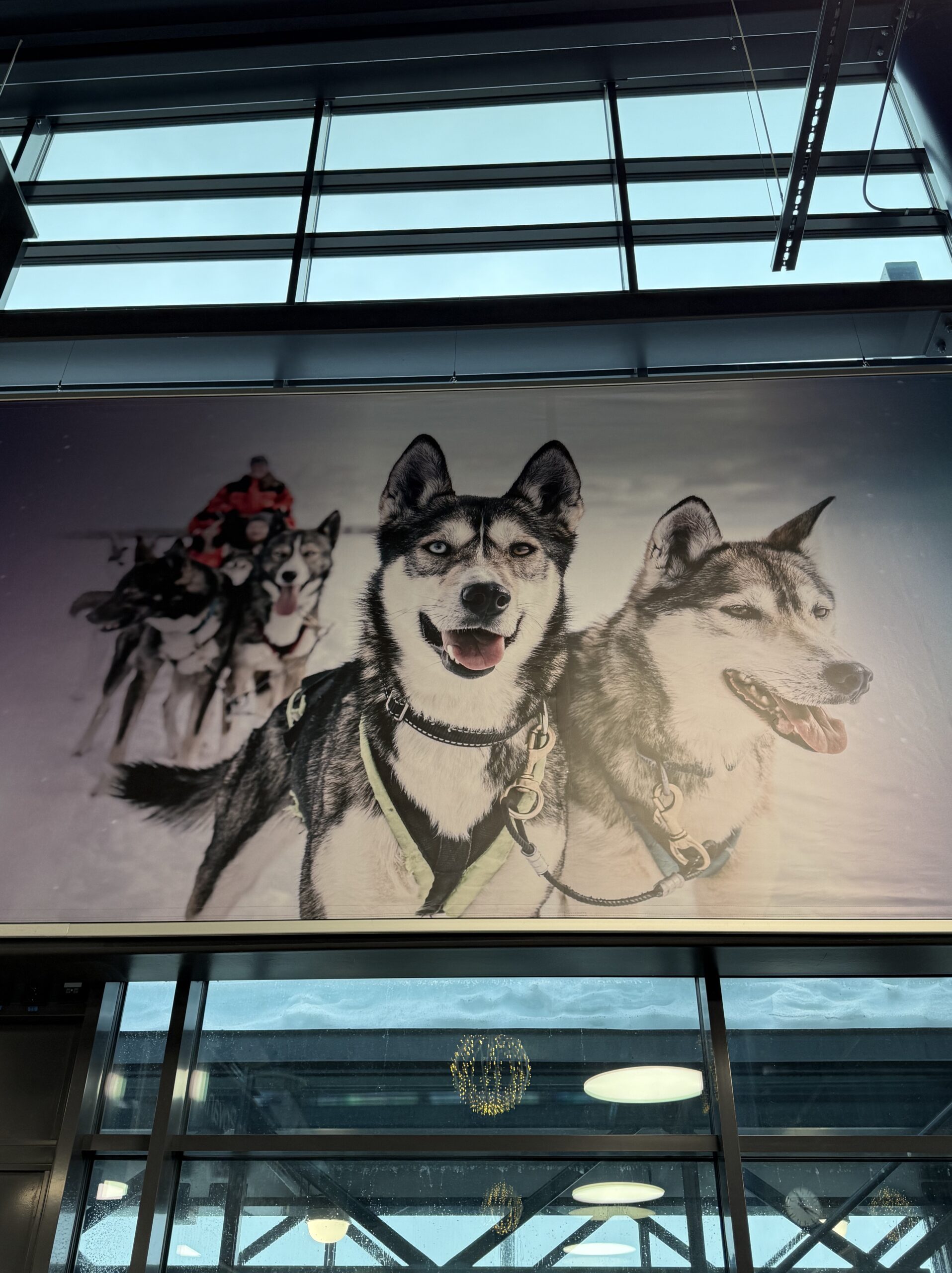 愛嬌たっぷりのシベリアンハスキーが描かれた巨大パネル