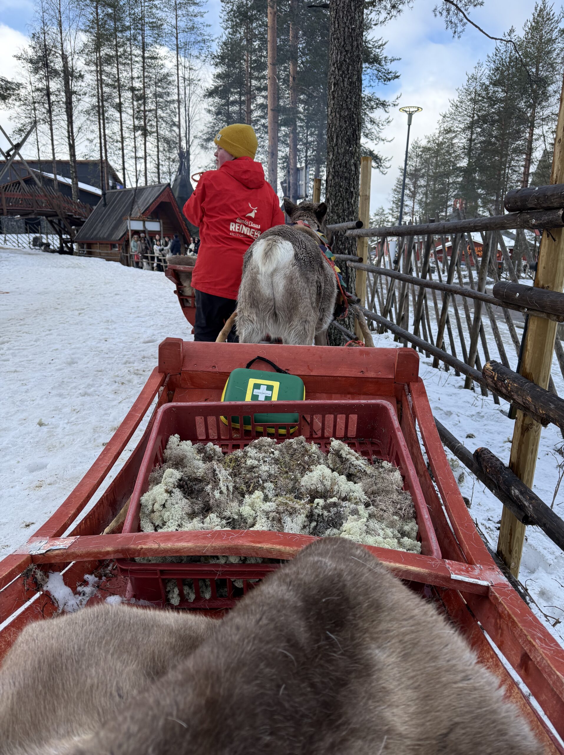 ハナゴケ満載のソリとトナカイの背中